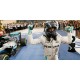 Mercedes F1 W07 Hybrid F1 World Champion 2016 Nico Rosberg Avec figurine Minichamps 410160806